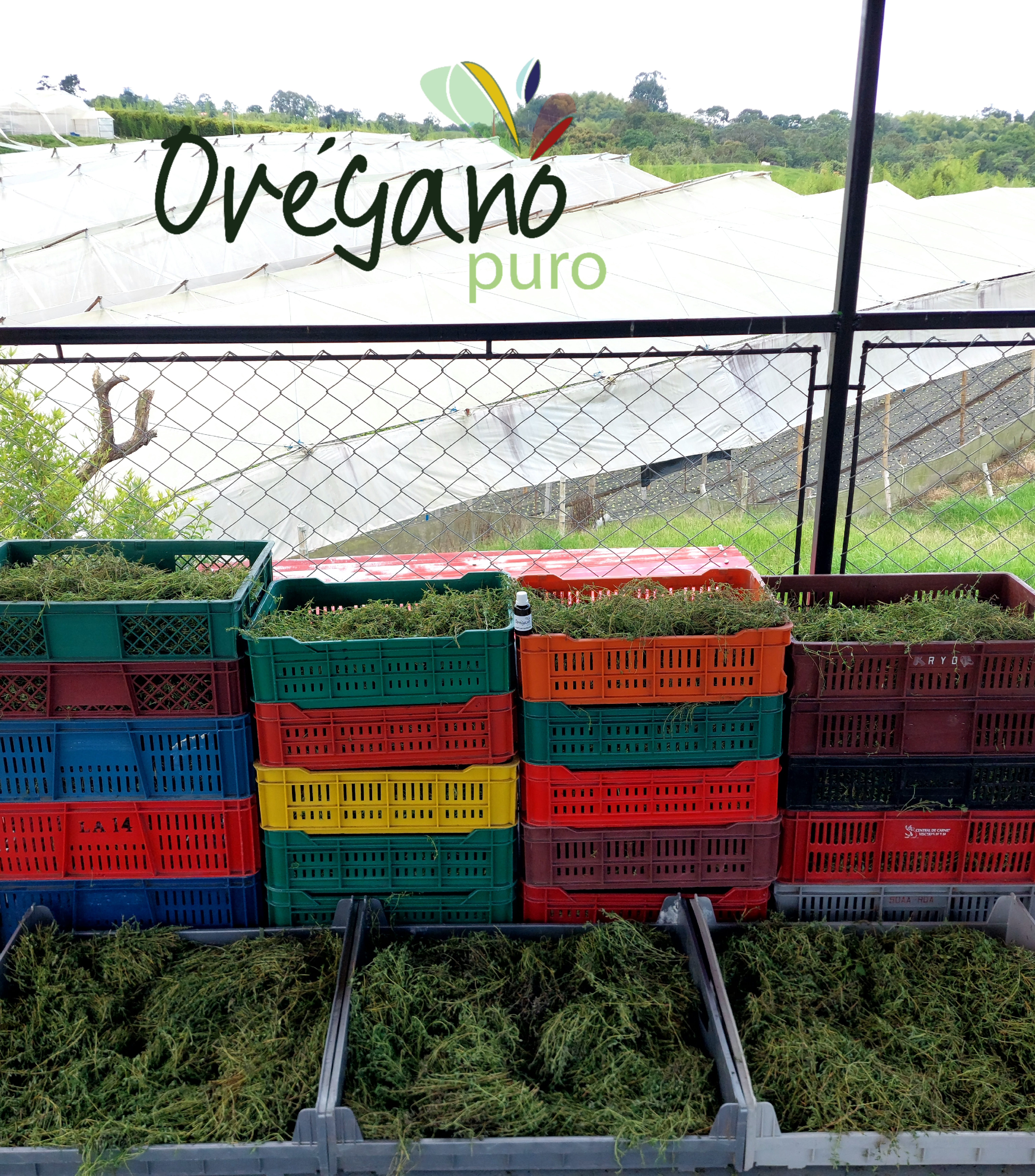 Cultivo limpio